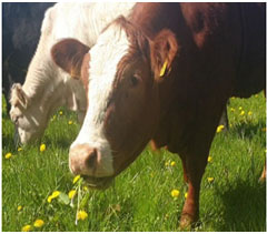 cow eats flower